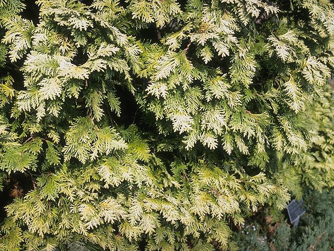 Thuja occidentalis 