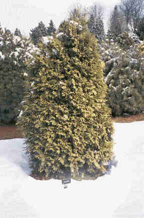 Thuja occidentalis 