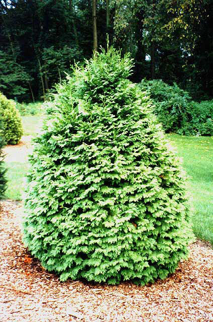 Thuja occidentalis 