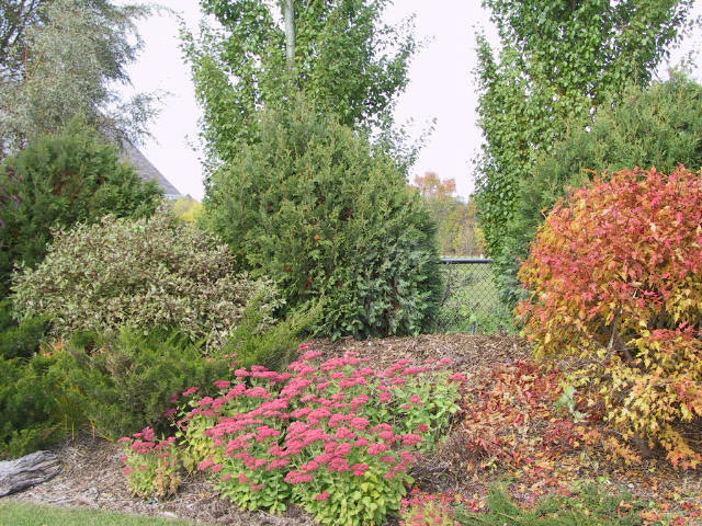 Thuja occidentalis 