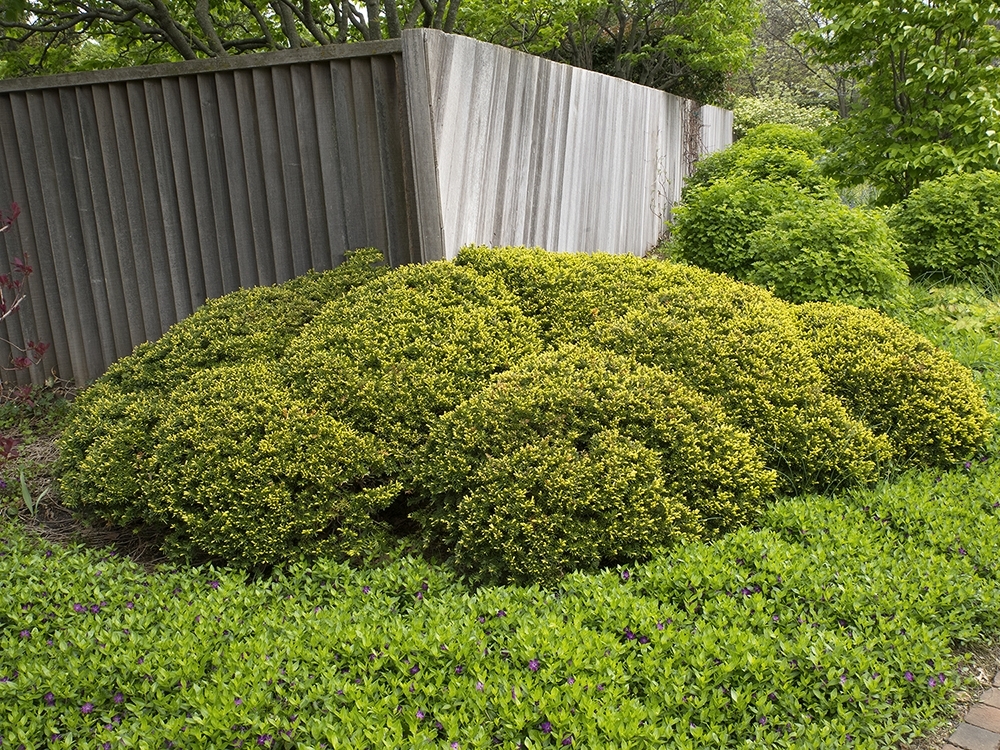 Taxus × media 
