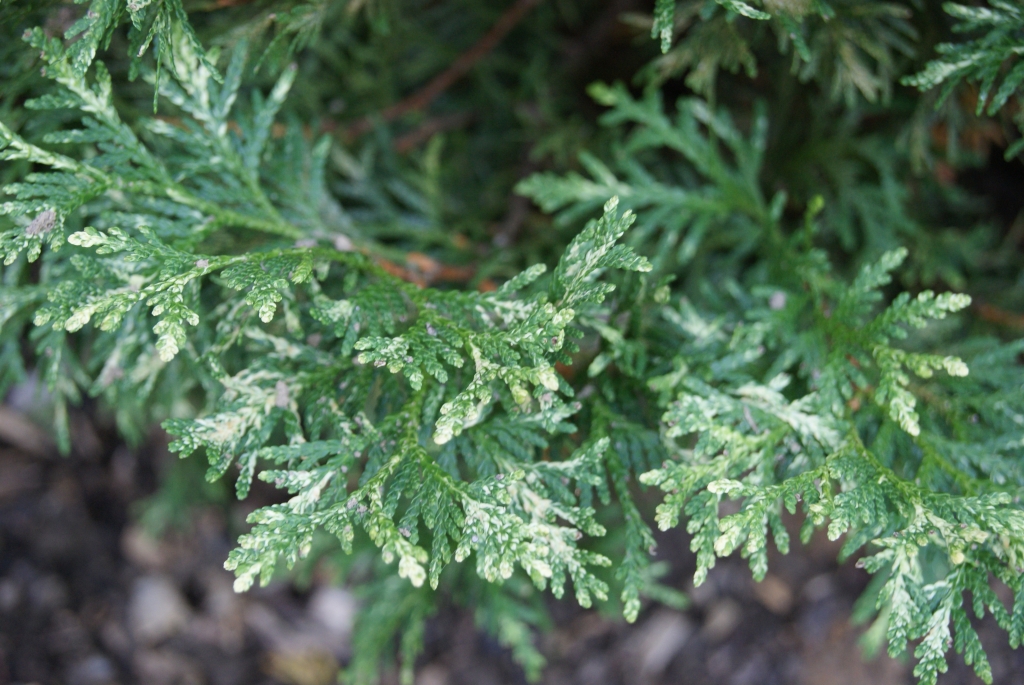 Thuja occidentalis 