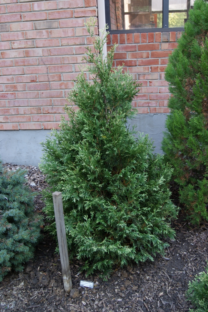 Thuja occidentalis 