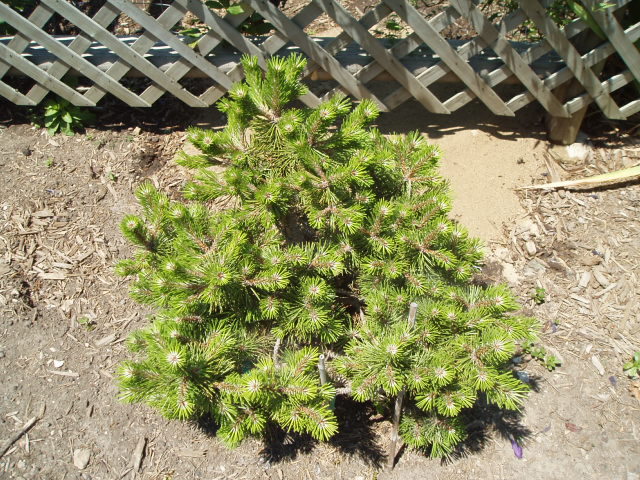 Pinus nigra 