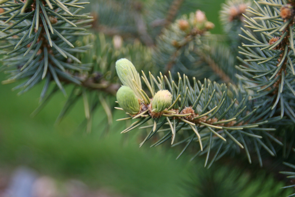 Picea pungens 