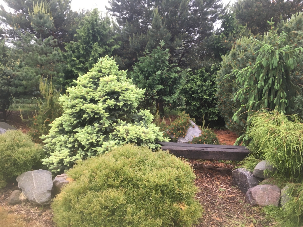 Picea pungens 