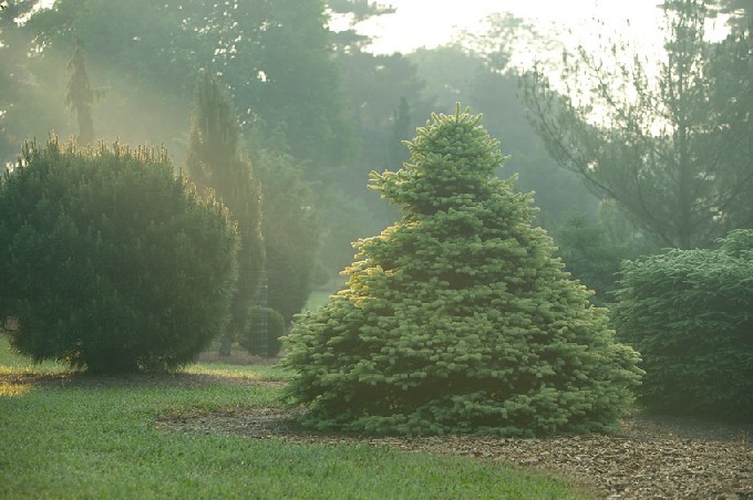 Picea pungens 