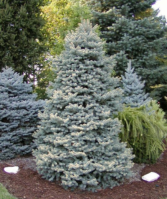 Picea pungens 