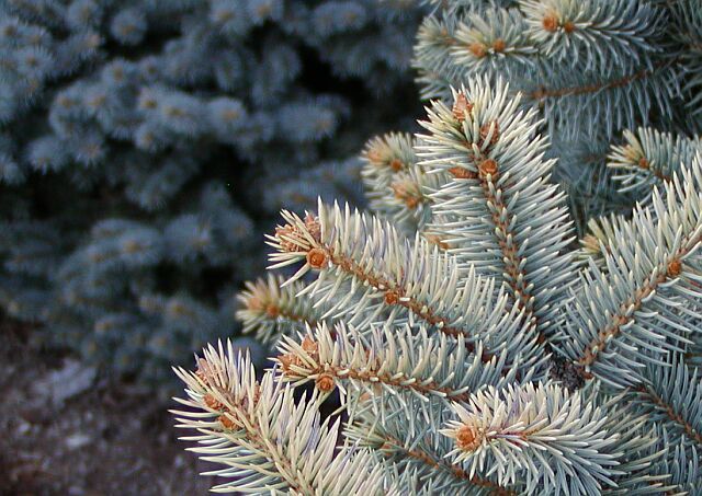 Picea pungens 