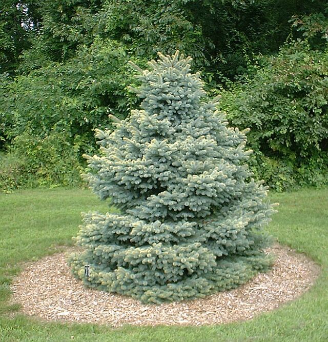 Picea pungens 