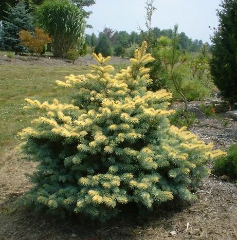 Picea pungens 
