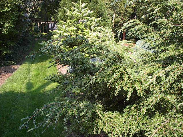 Tsuga canadensis 