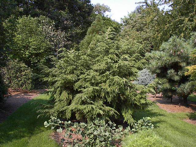 Tsuga canadensis 