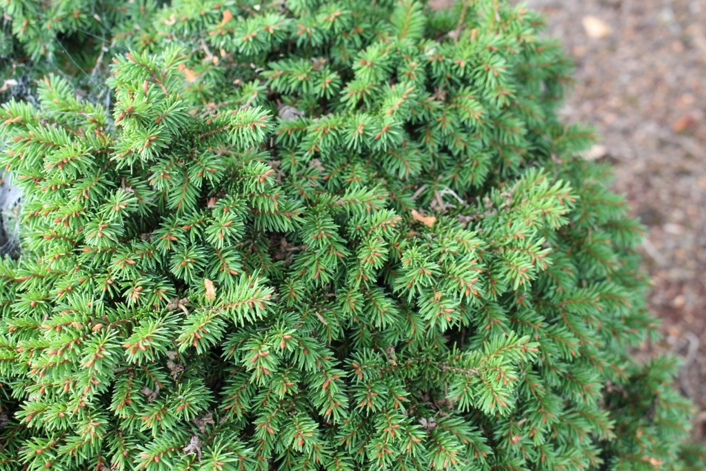 Picea abies 