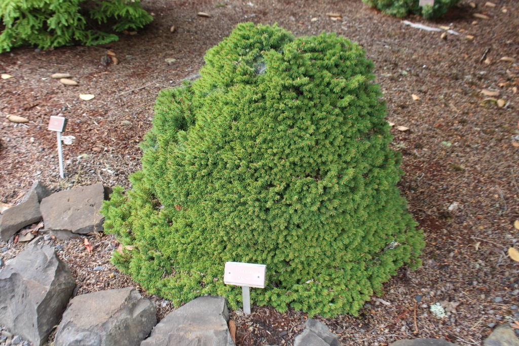 Picea abies 