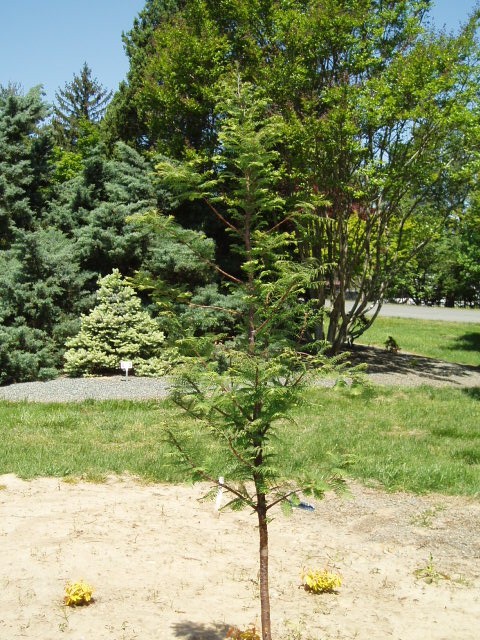 Metasequoia glyptostroboides 