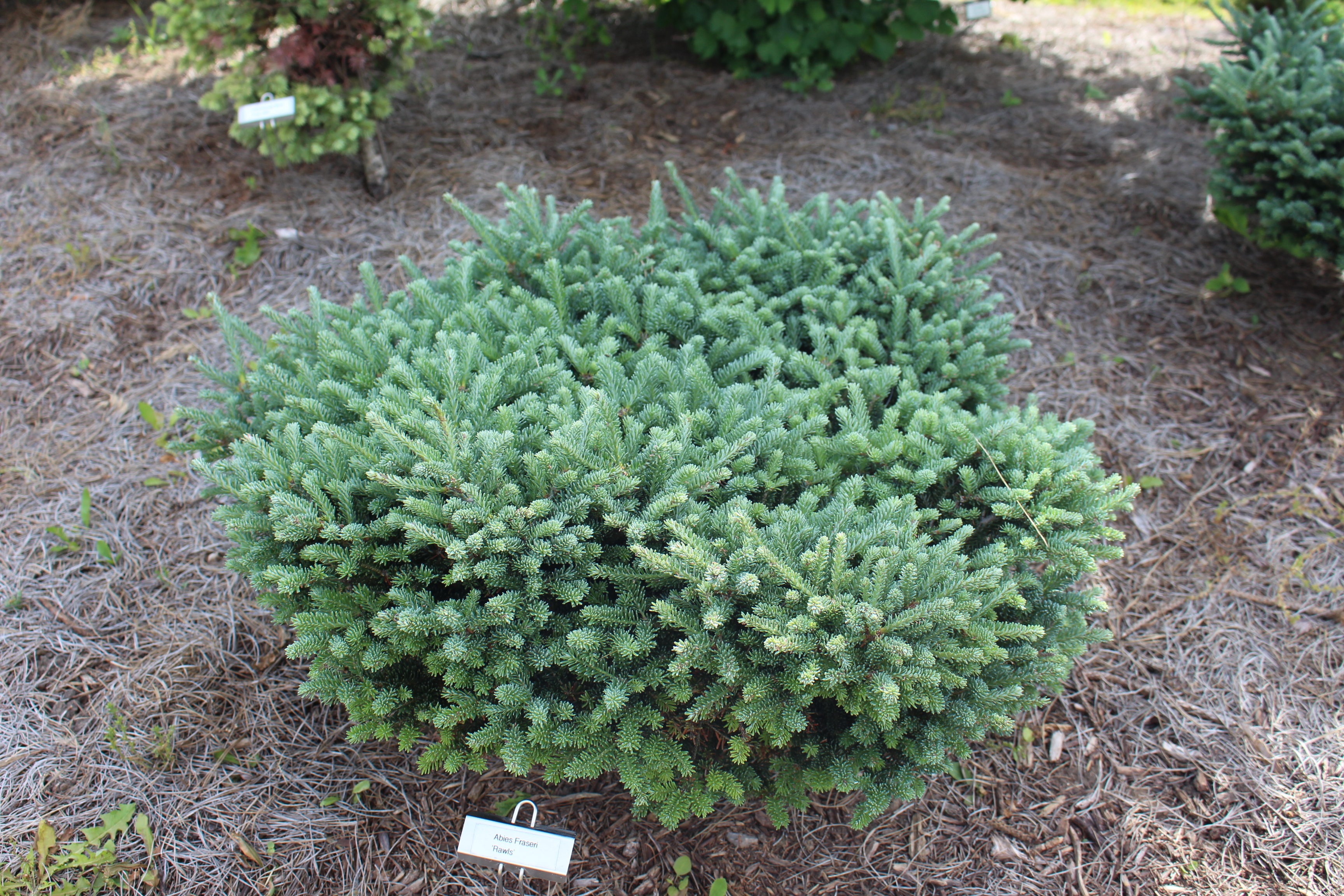 Abies fraseri 