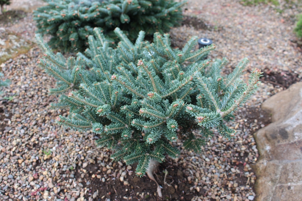Abies fraseri 