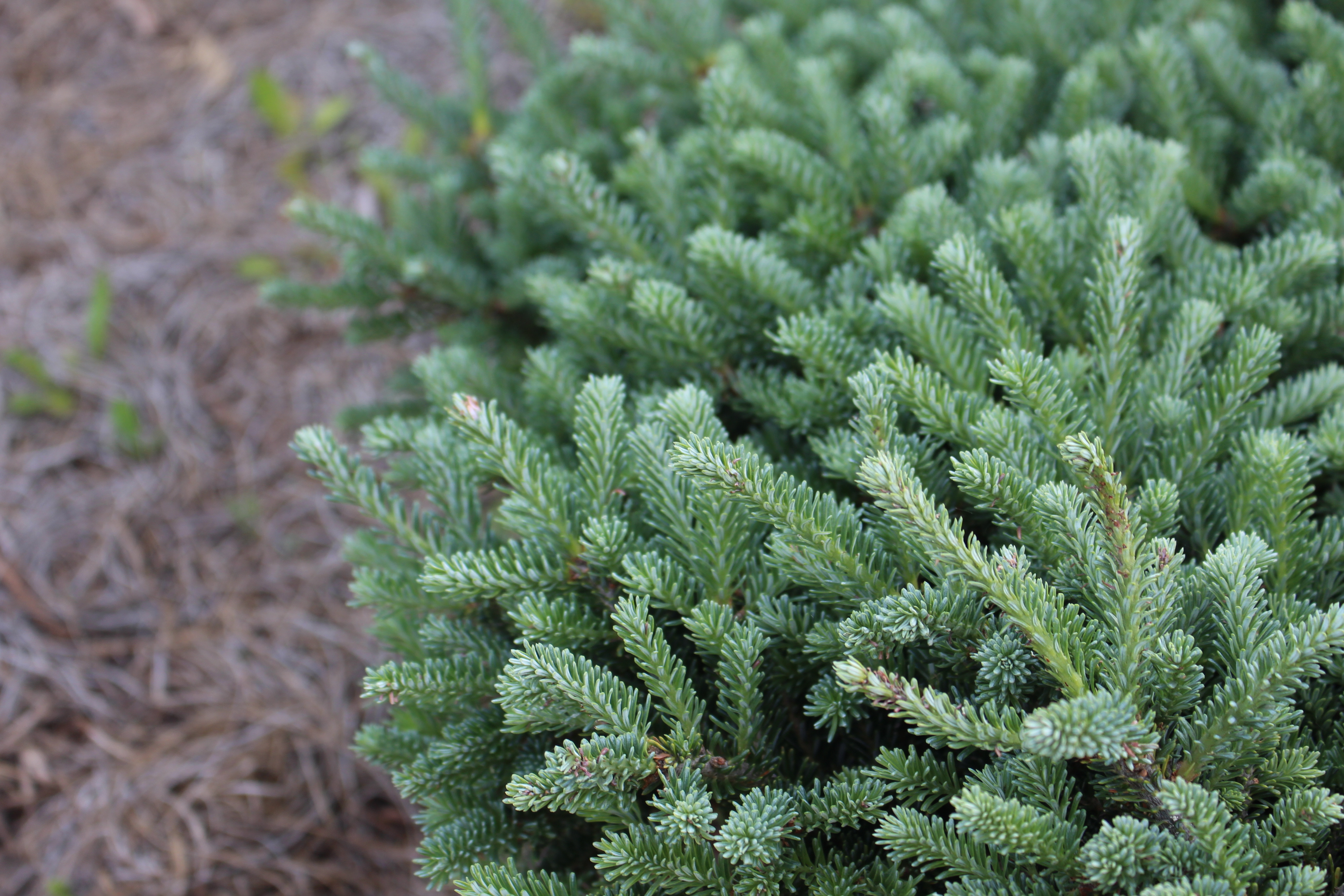 Abies fraseri 