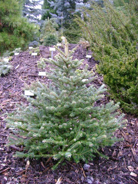 Abies fraseri 