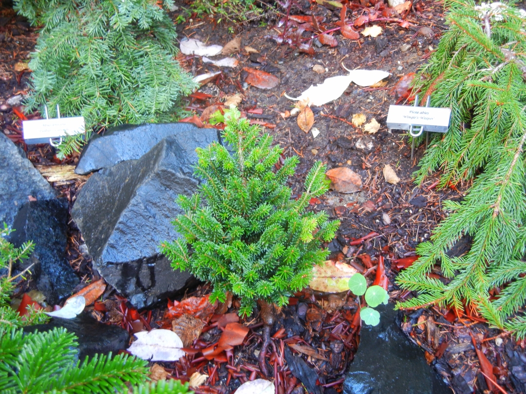 Abies fraseri 