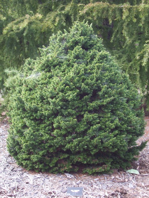 Tsuga canadensis 