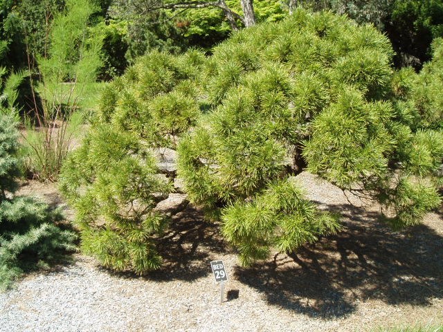 Pinus sylvestris 