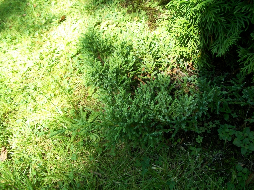 Juniperus chinensis 
