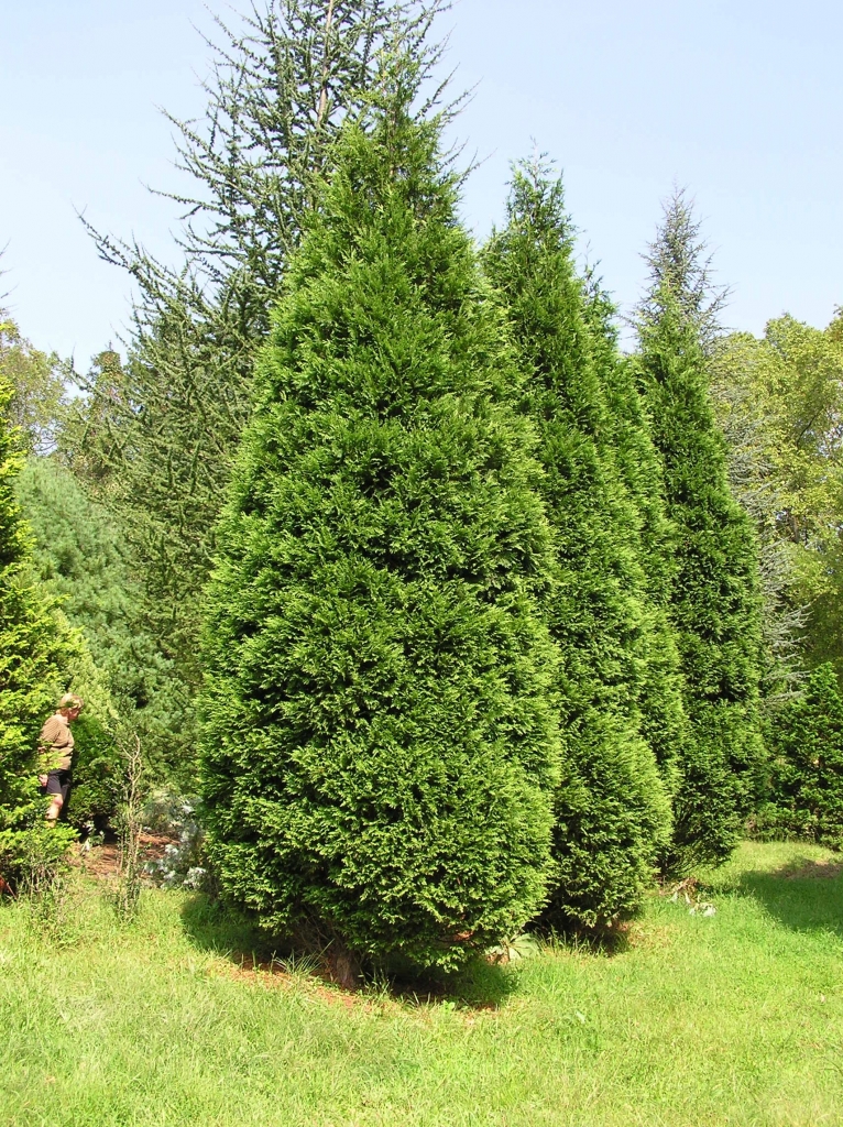 Cupressus nootkatensis 