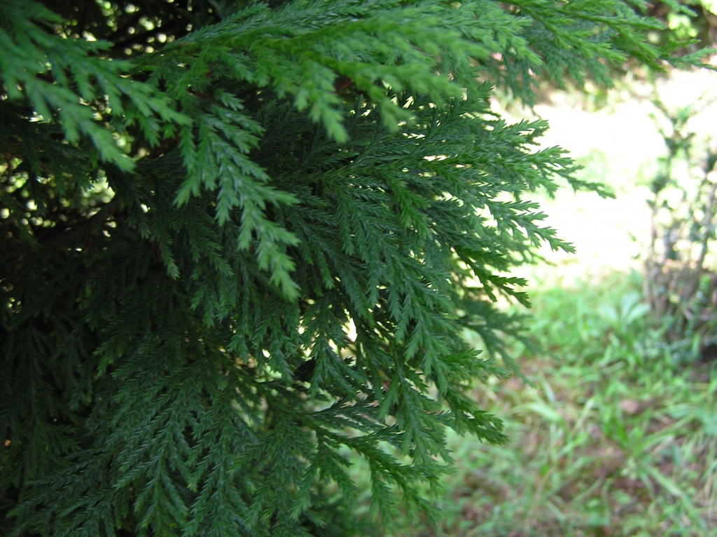 Cupressus nootkatensis 