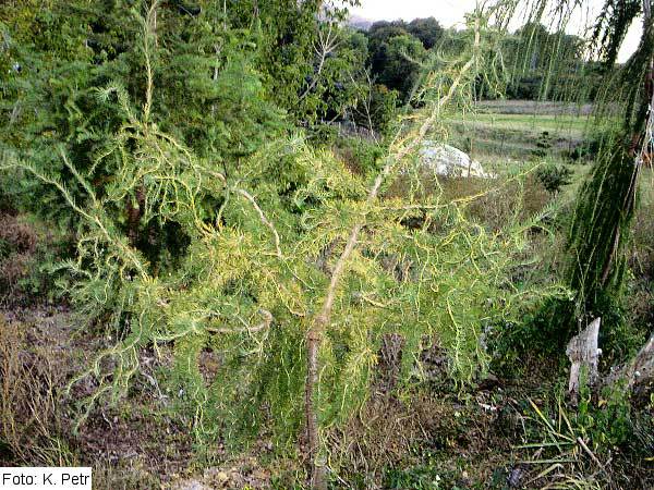Larix decidua 