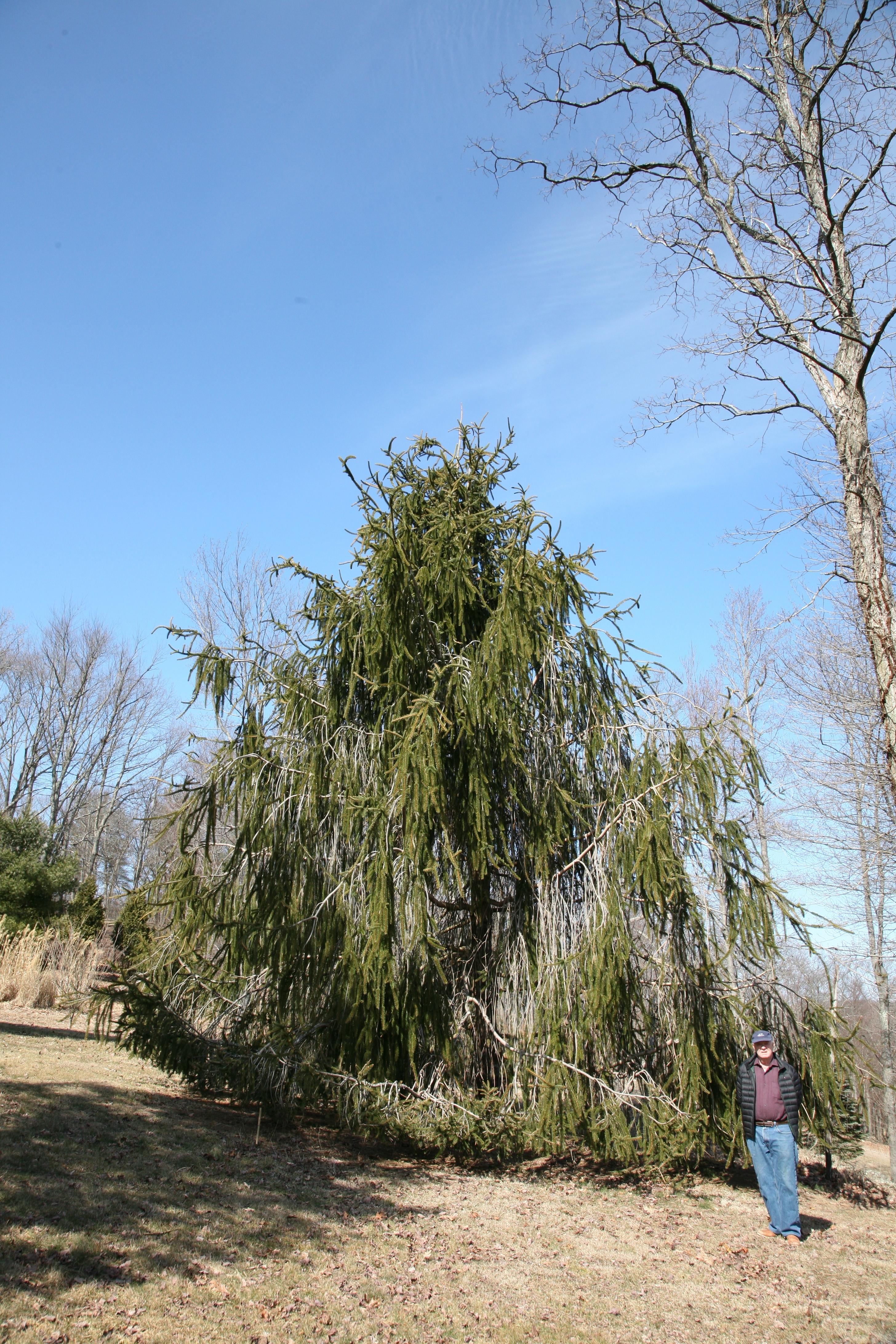 Picea abies 
