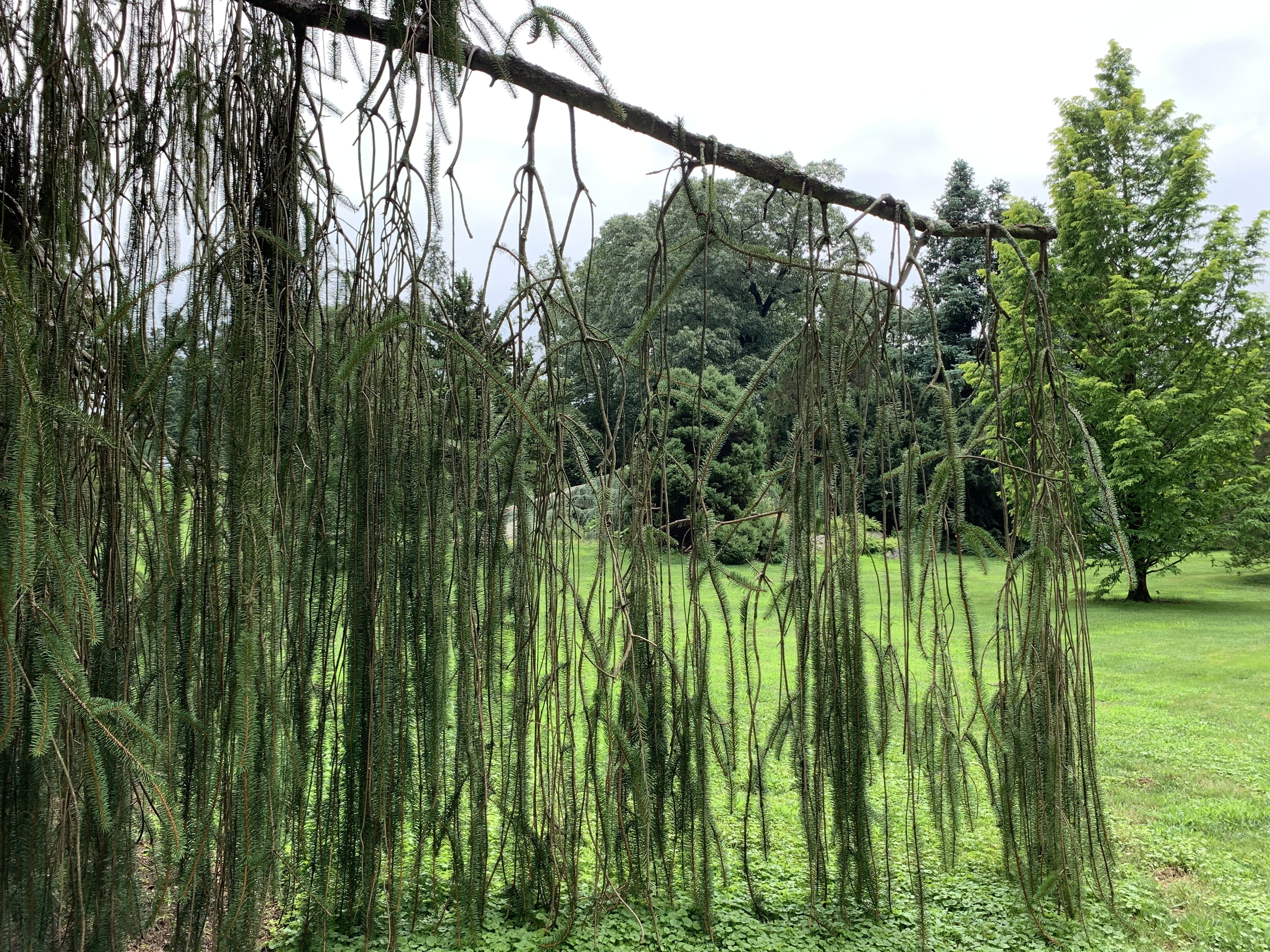 Picea abies 