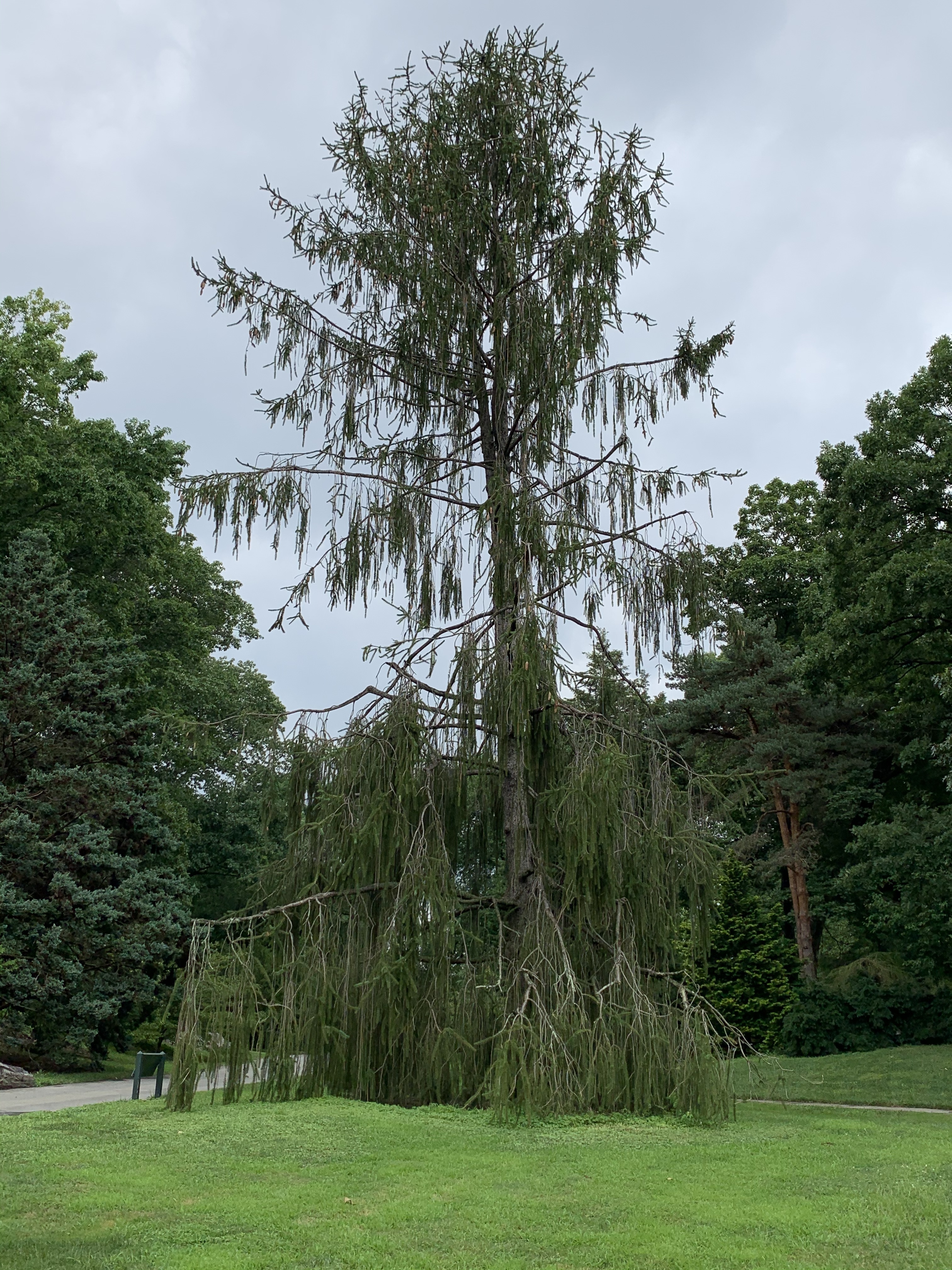 Picea abies 