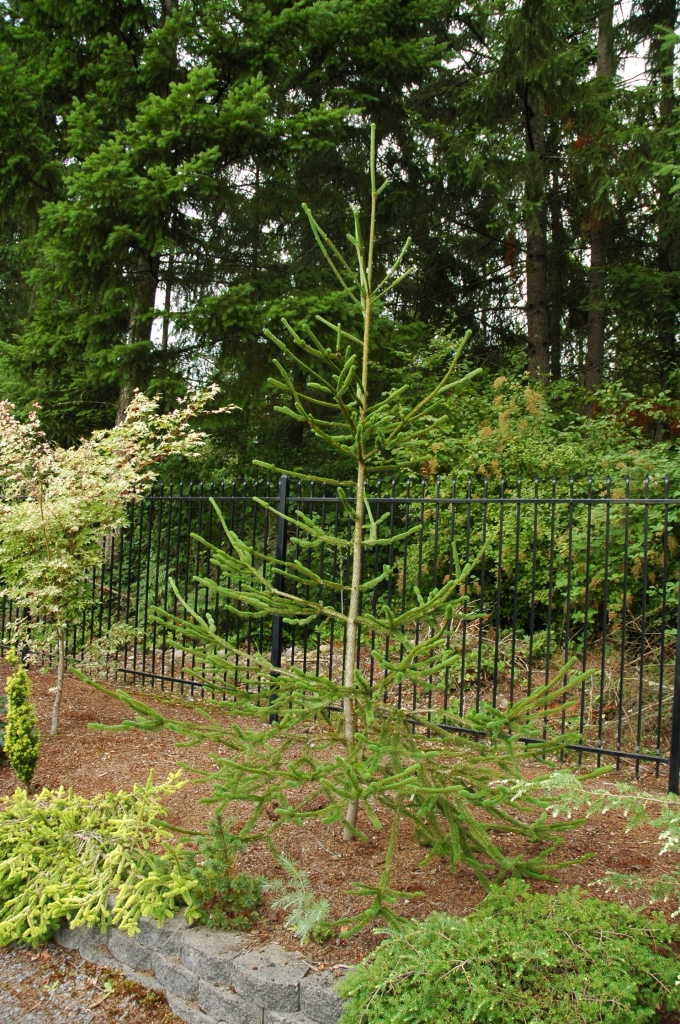 Picea abies 