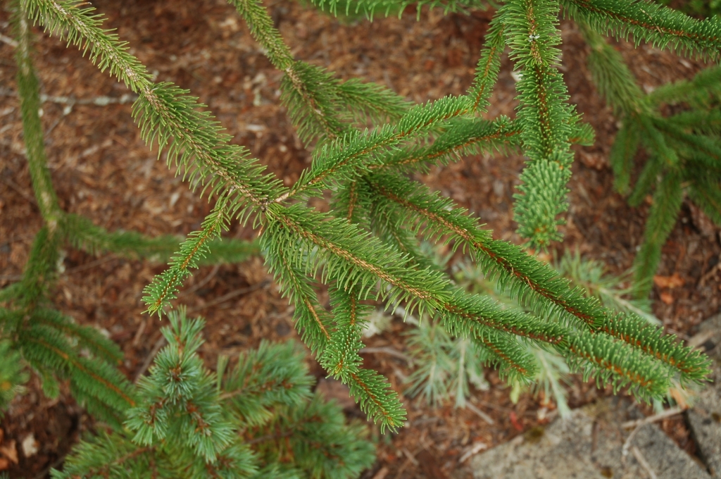 Picea abies 