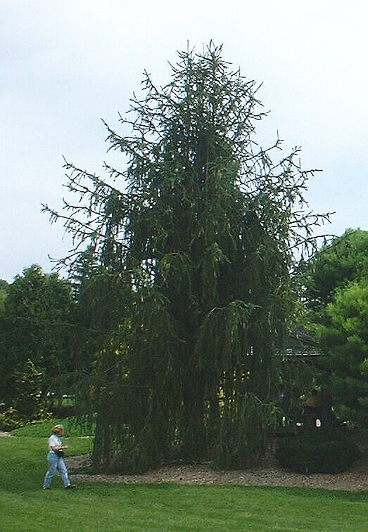 Picea abies 