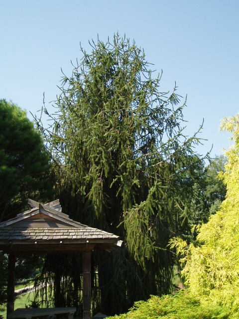 Picea abies 