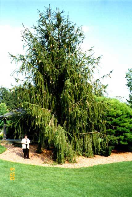 Picea abies 