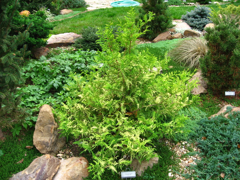 Chamaecyparis pisifera 