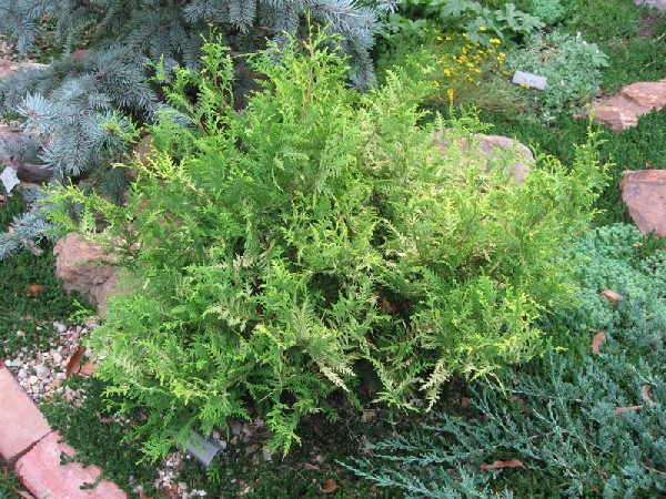 Chamaecyparis pisifera 