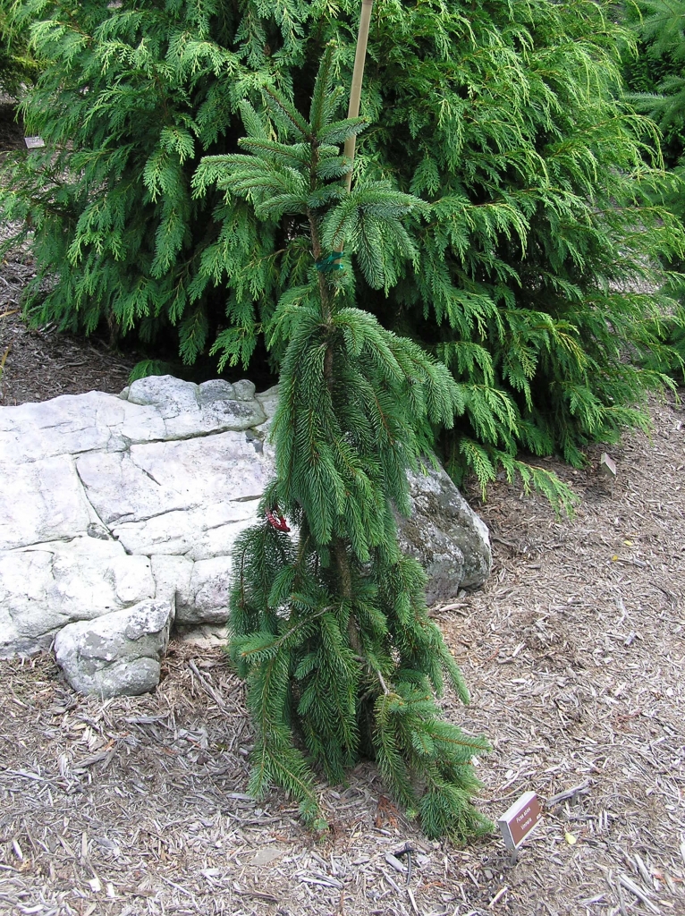 Picea abies 