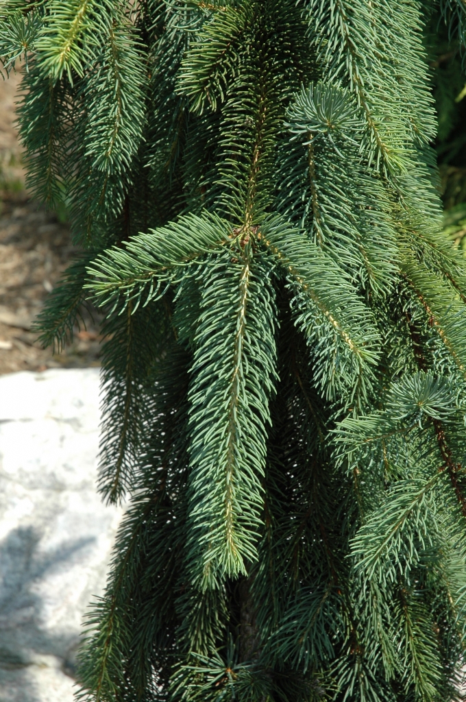 Picea abies 