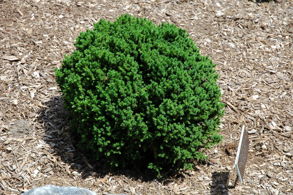 Cryptomeria japonica 