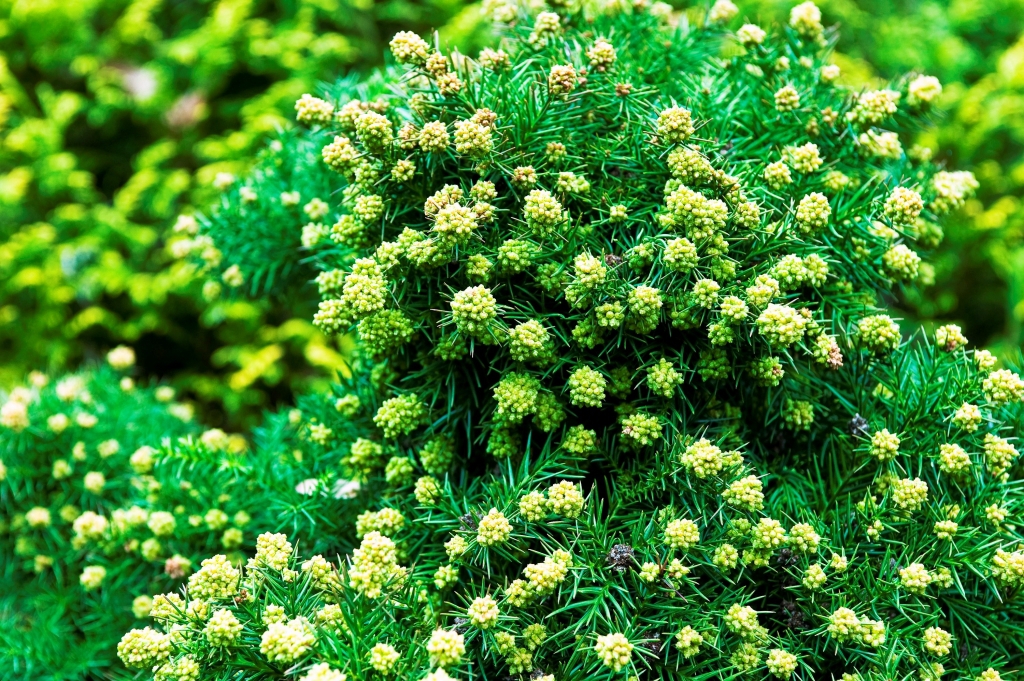 Cryptomeria japonica 