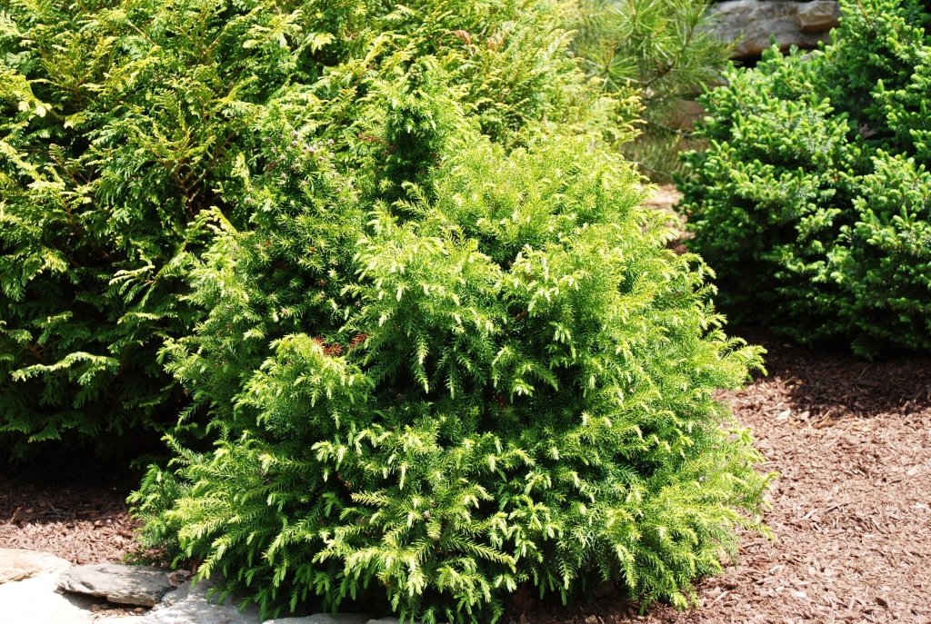 Cryptomeria japonica 