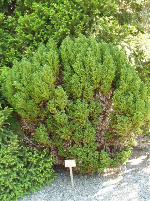 Cryptomeria japonica 