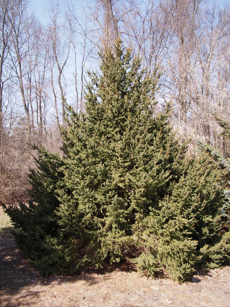 Picea abies 