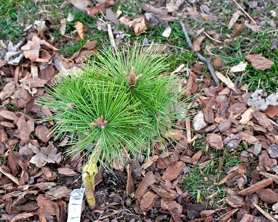 Pinus densiflora 