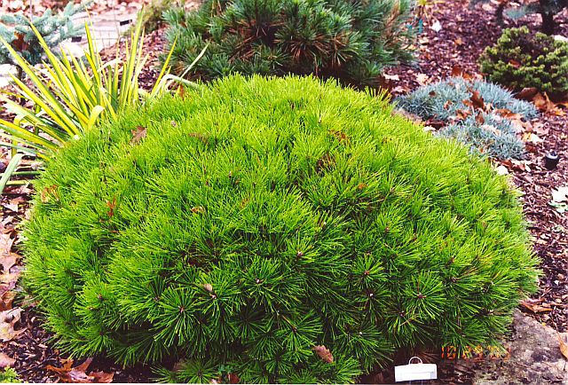 Pinus densiflora 